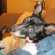 Illustration for article titled There is a Vile Parasite Head in My Dog